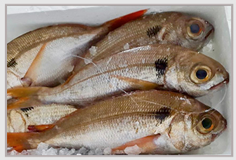 fresh fish ittica capri