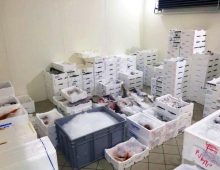 Ittica Capri - Comercio al por mayor de productos de pescado Capri